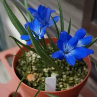 テコフィレア・シアノクロッカス我が「球根の花」のアルバム