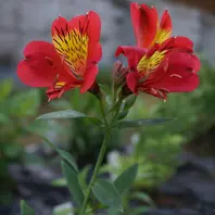 アルストロメリア「オレンジパーフェク「球根の花」のアルバム