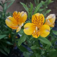 アルストロメリア「オレンジパーフェク「球根の花」のアルバム