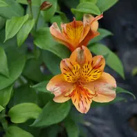 アルストロメリア「オレンジパーフェク「球根の花」のアルバム