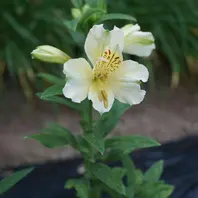 アルストロメリア「オレンジパーフェク「球根の花」のアルバム