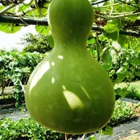 イプ」。フラを踊るときに使用する。「ジャンボひょうたん（大槻