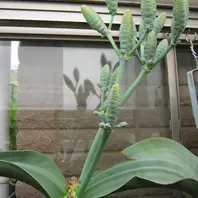 イベルビレア・ソノラエIbervilleason「サキュレント」のアルバム