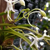 風蘭昨日蕾が膨らんできていた風蘭が「我が家のお花たち④'24