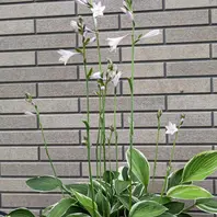 商談中】ガーデンカリブラコア スイングベル追記