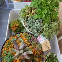 プチダリアハミングブロンズ、ブラクテ「寄せ植え」のアルバム