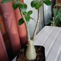 Adeniumswazicumスワジランド王国、「原種アデニウム」のアルバム