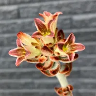 黒兎耳の花 もふもふ兎シリーズが大「2024多肉植物の花・7〜8月」の