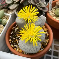 ハムシーの花 育て易そうで綺麗に大「2024多肉植物の花・7〜8 ハムシーの花 育て易そうで綺麗に大「2024多肉植物の花・7〜8