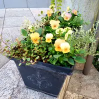 88パンプキン色のビオラの寄せ植え可「寄せ植えアルバム」の