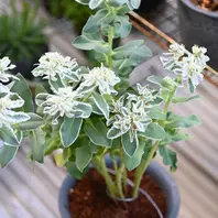 ユーフォルビア_初雪草・氷河「多肉植物(ユーフォルビア)」のアルバム