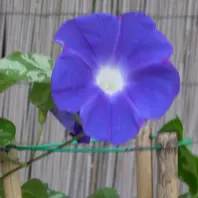 専用ページ☆朝顔 明るい紺色なのか濃い浅葱色なのか微妙「2024年 京都府立植物園朝顔