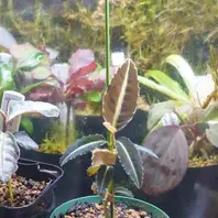 アルディシアsp.“ライトセーバー”初便「ちょっと変わった観葉植物