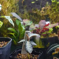 アルディシアsp.“ライトセーバー”初便「ちょっと変わった観葉植物