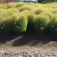 実家のコキア☺️「2024年」のアルバム-みんなの趣味の園芸2300778 