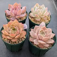 定番のお歳暮&冬ギフトの商品をすべ 恍惚の蓮の花なんか個性ありすぎな名前「我が家の多肉植物 その他
