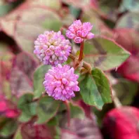 ヒメツルソバ。金平糖のような可愛い花「秋の花」のアルバム