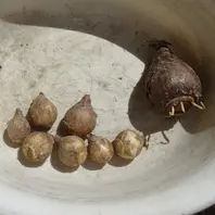 畑のリコリスの球根を掘り上げるついで「2024年 秋の花 （9月