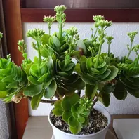 カランコエ。つぼみがっぱいです。光の「2024年 秋の花 （9月
