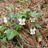 オリヅルスミレ（植栽）野生では絶滅「山野草・スミレ」のアルバム