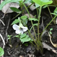 オリヅルスミレ（植栽）野生では絶滅「山野草・スミレ」のアルバム