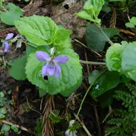 オリヅルスミレ（植栽）野生では絶滅「山野草・スミレ」のアルバム