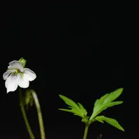 オリヅルスミレ（植栽）野生では絶滅「山野草・スミレ」のアルバム
