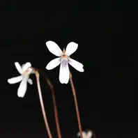 山野草・スミレ｜夜犬さんのアルバム｜みんなの趣味の園芸