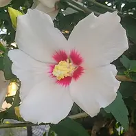 2025年6月29日今日の花姿(初開花①)庭「自宅の花」のアルバム