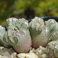 ツリゲルム SHs.n.「コノフィツム2012年春」のアルバム-みんなの趣味の