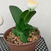 2024年秋初めて花が咲きました♪「マユハケオモト白花」のアルバム