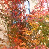 イロハモミジの紅葉がかなり進みました「庭の花2024」のアルバム