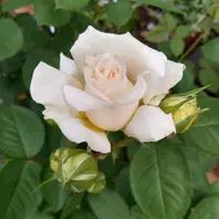 オルゴナイト♥赤薔薇王国♥はるか3点 2025年春の新品種 見本鉢のコーナー🌹 華やかになってきました