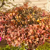 gueensnake シュウメイギク花殻はシードヘッドに変...「庭に咲く花Season37🎵」のアルバム-みんなの趣味の園芸2345398