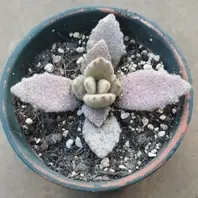 ラッキーガール。カランコエ 月兎耳の「多肉植物って楽しい」の