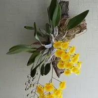 デンドロビウムリンドレイ(流木着生)「蘭」のアルバム-みんなの デンドロビウムリンドレイ(流木着生)「蘭」のアルバム-みんなの