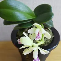 名護蘭明丸（水苔空洞植え（購入時のま「蘭」のアルバム-みんなの