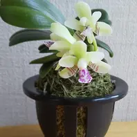 名護蘭明丸（水苔空洞植え（購入時のま「蘭」のアルバム-みんなの