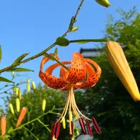 ユリ（百合）の写真-みんなの趣味の園芸2490282