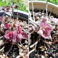 特別価格★【原画】『ディモルフォセカ』（花　植物　犬　チワワ　パピヨン　癒し） ティファニーちゃん