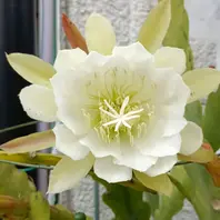 25/06/08,クジャクサボテン白(品種不明)「多肉植物」のアルバム