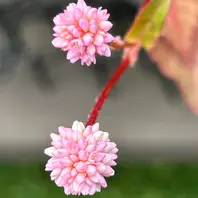ポリゴナムご相談 プロが監修】葉の紅葉が鮮やかなポリゴナムの正しい育て方を紹介