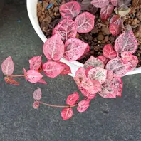 初雪カズラ①紅葉🍁しています✨「2025年 令和7年 我が家の植物達」の