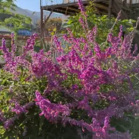 25/11/22,アメジストセージそろそろ地「2025年 庭のお気に入りの花