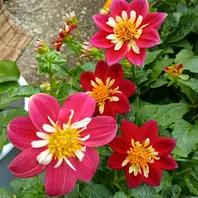 25/06/22,ダリア(コラレット咲き)種ま...「2025年 庭のお気に入りの花 