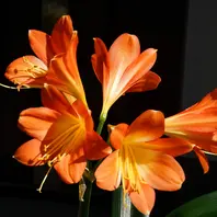 25.3.11 オレンジ花のクンシラン、初花「クンシラン（Clivia）Ⅱ