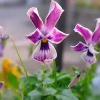 アルバルーチェビオラ寄せ植え。「庭の花達」のアルバム-みんなの趣味