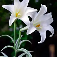 ユリ（百合）の写真-みんなの趣味の園芸2477454