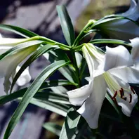 紅筋山百合山百合のなかにまれに、赤「庭の記憶2025」のアルバム