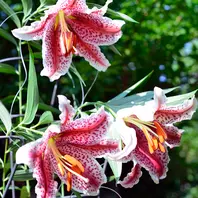 紅筋山百合山百合のなかにまれに、赤「庭の記憶2025」のアルバム